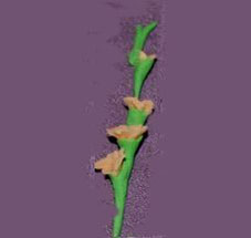 Dollhouse Miniature Gladiolas, Peach, Per Stem